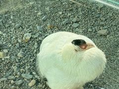 -青藏高原野生动物园