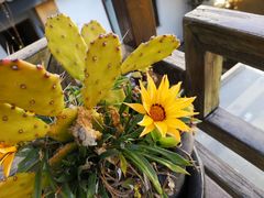 -浔岚云舍mist静谧观景美宿(丽江古城店)