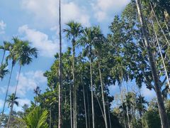 -中国科学院西双版纳热带植物园