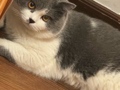 -瑞鹏宠物医院·骨科·猫科·内科(第一中心)