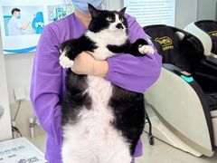 -北京观赏动物医院·24小时大型综合·猫专科·异宠专科