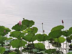 -东湖落雁景区