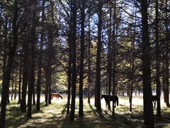 -塞罕坝国家级自然保护区