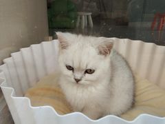 -十年猫舍·猫咪专门店(普陀店)