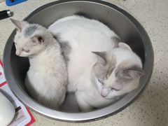 -伟伟宠物医院·瑞派猫友好医院·猫科(光谷店)