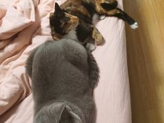 -菲丽丝宠物医院·24小时·猫科中心·免疫点(淮海分院)