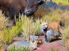 -陕西自然博物馆