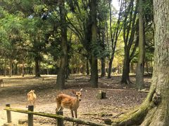 -奈良公园