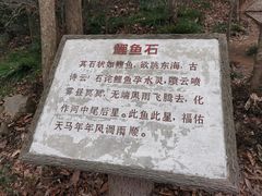 -上海佘山国家森林公园天马山园