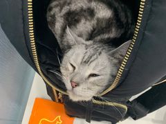 -纳吉亚猫专科动物诊疗中心(蒋宅口分院)