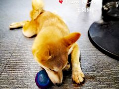 -柴源莊·柴小宠柴犬咖啡
