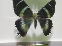 -上海昆虫博物馆