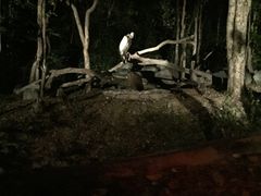 -清迈夜间动物园
