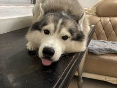 -博特宠物医院24h犬猫全科.骨科·异宠