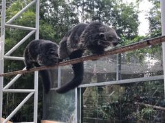 -清迈夜间动物园