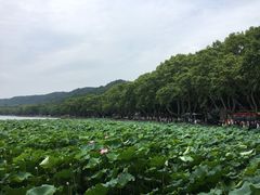 -西湖游船