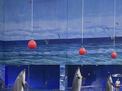 -多彩贵州城极地海洋世界