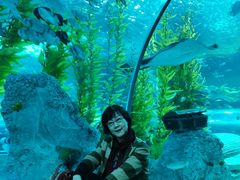 -芜湖新华联大白鲸海洋公园