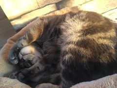 -猫的茶·猫咖