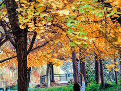 -上海共青森林公园