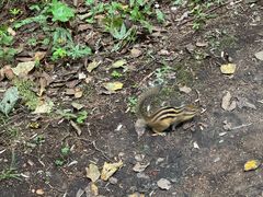 -五营红松林海景区