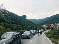 -十八棵（老龙井）御茶园(老龙井店)