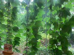 -谷咖啡·鲜花绿植花园餐厅