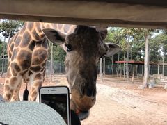 -清迈夜间动物园