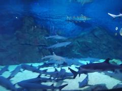 -烟台海昌鲸鲨海洋公园