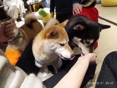 -逗柴咖啡屋·狗咖猫咖宠物桌游