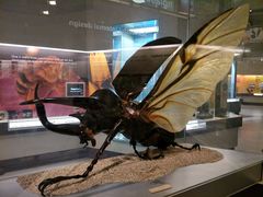 -墨尔本博物馆(Melbourne Museum)