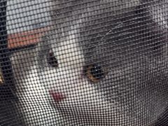 -瑞派动物医院·绝育·犬猫全科·预防医学(光景江南中店)