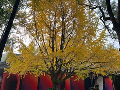 -成都武侯祠博物馆