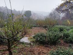 -马浜花园