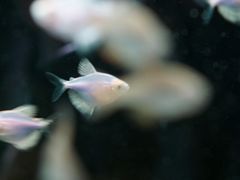 -青石桥花鸟鱼虫市场(叠翠城店)