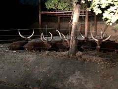 -清迈夜间动物园