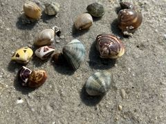 -红树林天天赶海