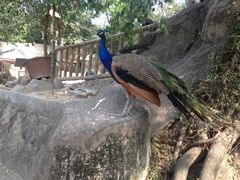 iphone_upload_pic-百鸟园