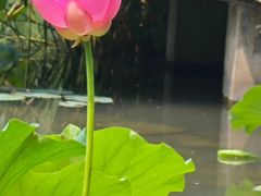 -白鹭湾湿地公园