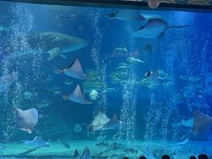 -烟台海昌鲸鲨海洋公园