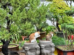 -龙华素斋(龙华路店)