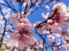-桃花堤公园