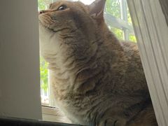 -翊宠yipet猫狗购宠庄园犬舍•猫舍