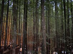 -山王坪喀斯特国家生态公园