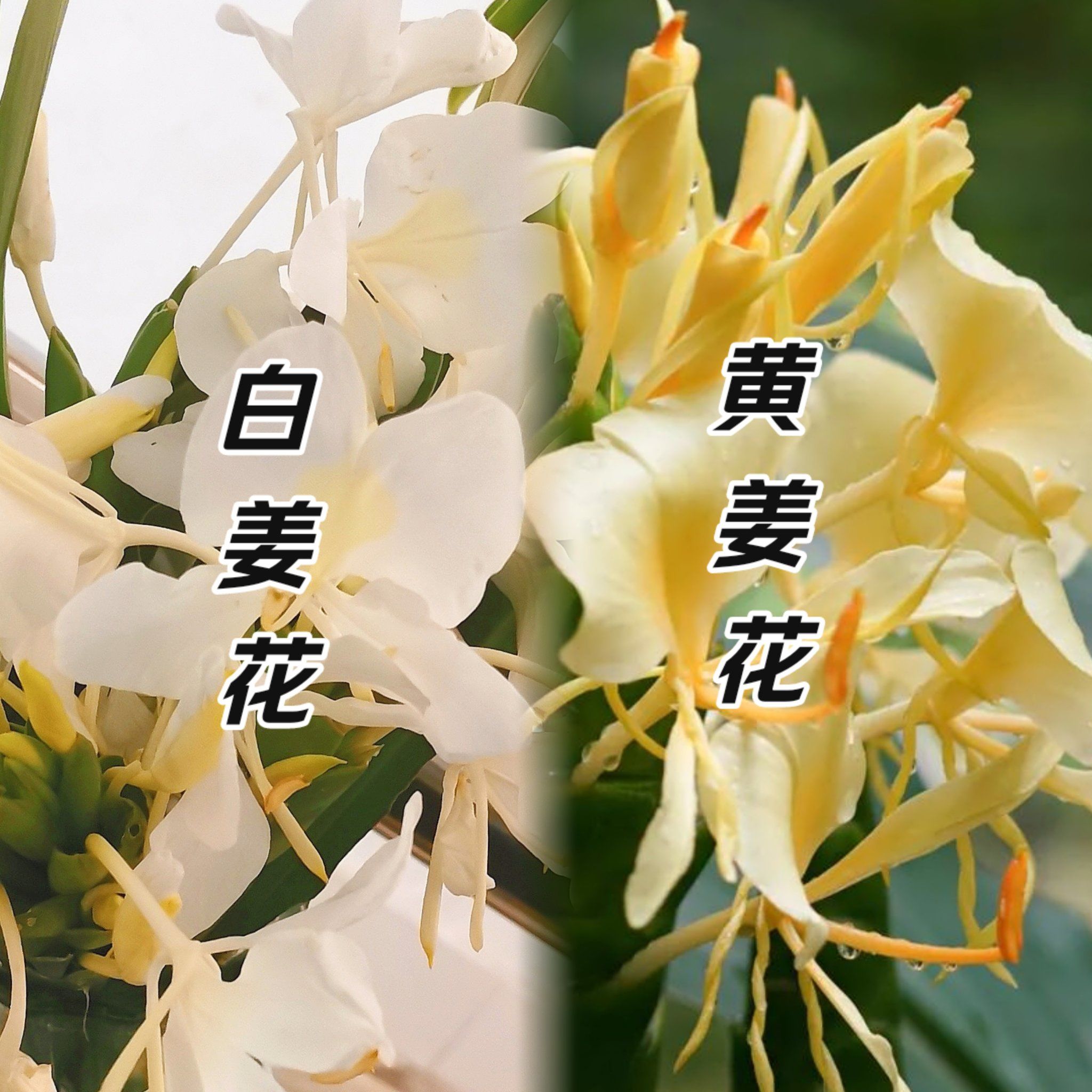 这个颜色的姜花,我也是第一次见