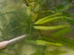 水性杨花汤-泸沽肴(泸沽湖大洛水村农村信用社旁店)