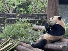 -都江堰中华大熊猫苑