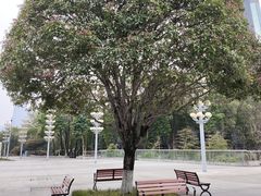 -重庆市江北嘴中央商务区中央公园