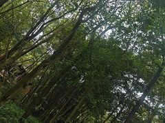 -峨眉山报国寺