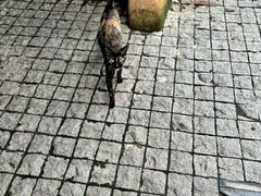 -桐乡凤凰湖